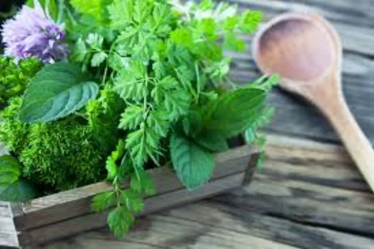 Come coltivare la menta in vaso: ecco il segreto per averla rigogliosa da aprile Immagine selezionata