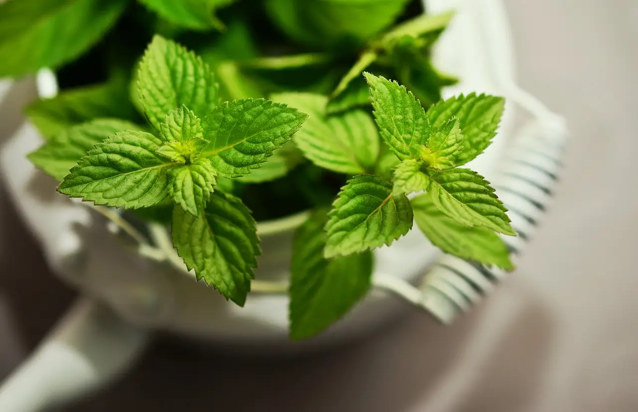 Come coltivare la menta in vaso: ecco il segreto per averla rigogliosa da aprile Immagine selezionata