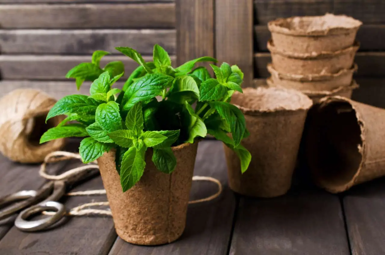 Come coltivare la menta in vaso: ecco il segreto per averla rigogliosa da aprile Immagine selezionata