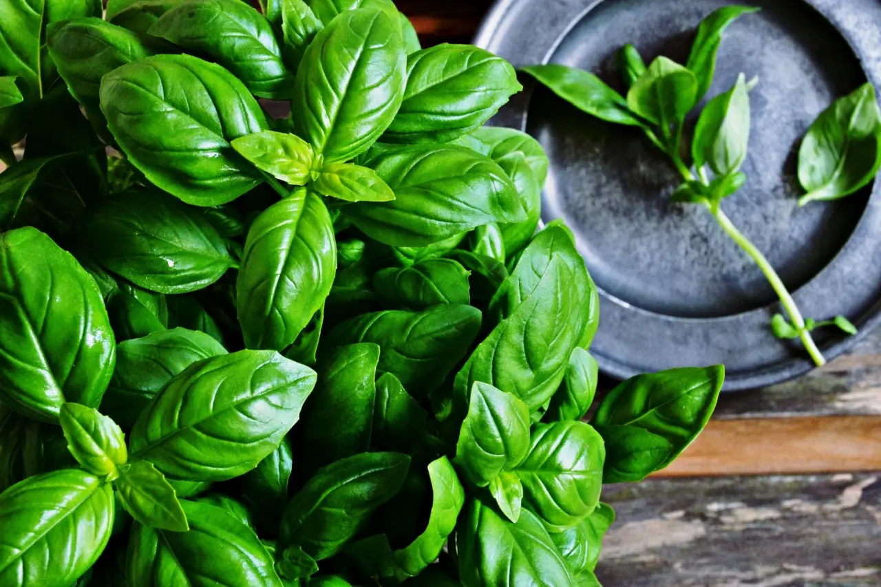 Come coltivare la menta in vaso: ecco il segreto per averla rigogliosa da aprile Immagine selezionata