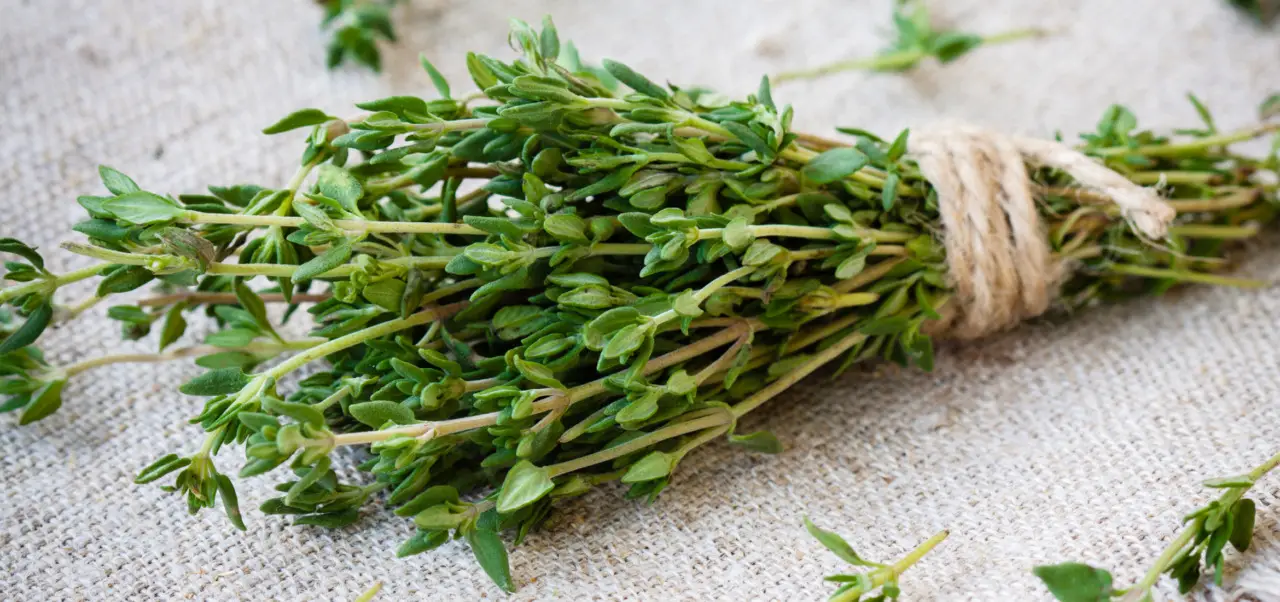 Il prato che non richiede taglio: ecco perché il timo strisciante sta conquistando tutti