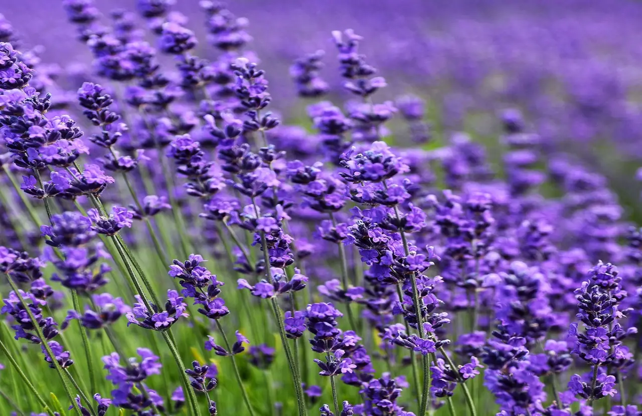 Giardino sempre perfetto senza fatica: otto piante che resistono anche alla siccità Immagine selezionata