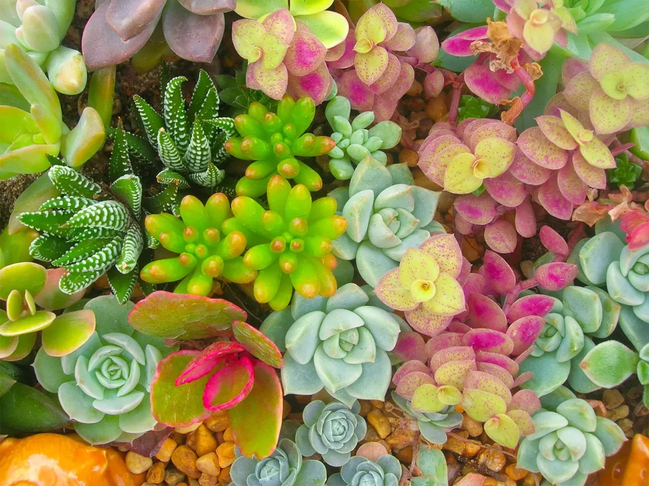 Giardino sempre perfetto senza fatica: otto piante che resistono anche alla siccità Immagine selezionata