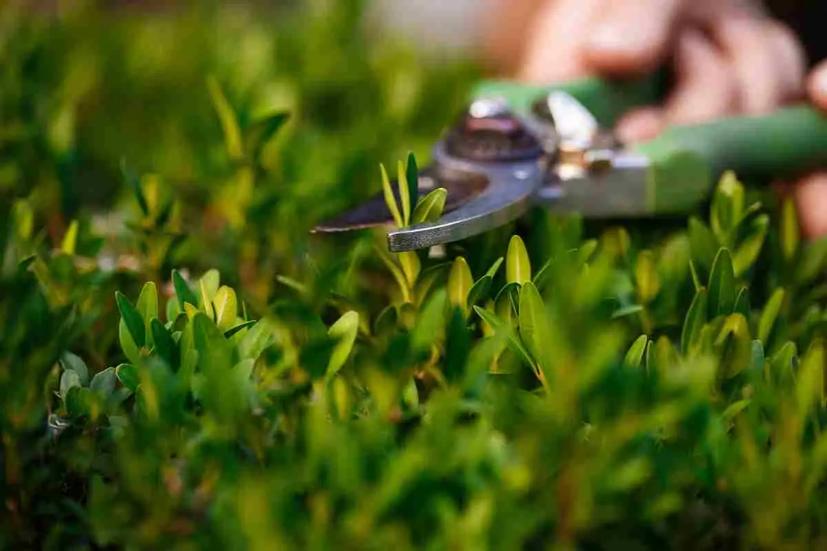 Tagliare il prato ad aprile: ecco perché potrebbe rivelarsi un errore costoso Immagine selezionata
