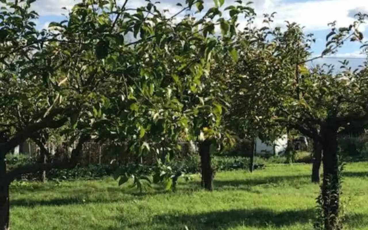 Tagliare il prato ad aprile: ecco perché potrebbe rivelarsi un errore costoso Immagine selezionata