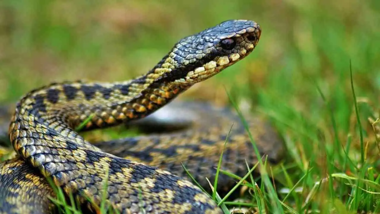 Questo albero da frutto attira serpenti: ecco perché è meglio evitarlo in giardino