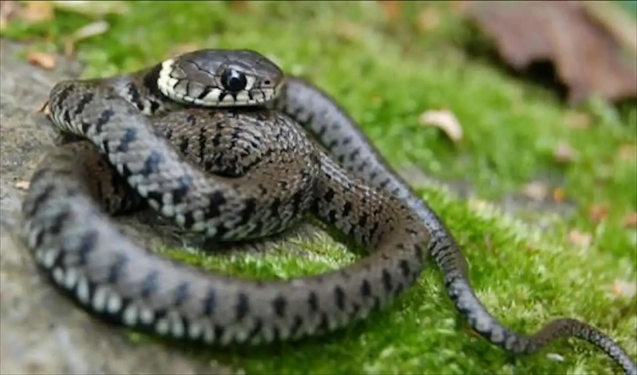 Questo albero da frutto attira serpenti: ecco perché è meglio evitarlo in giardino Immagine selezionata