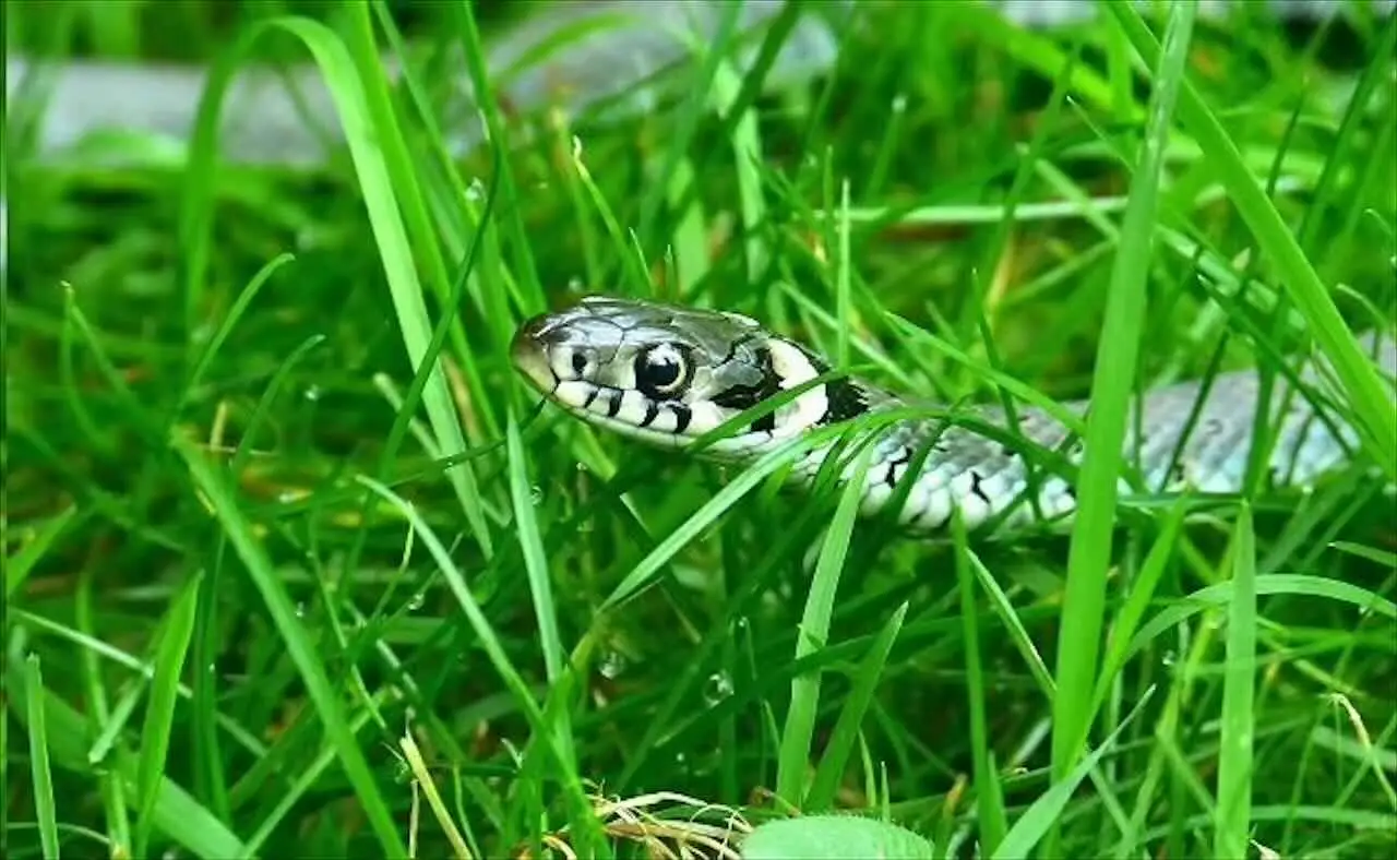 Questo albero da frutto attira serpenti: ecco perché è meglio evitarlo in giardino Immagine selezionata
