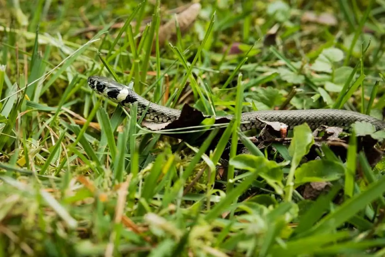 Questo albero da frutto attira serpenti: ecco perché è meglio evitarlo in giardino Immagine selezionata