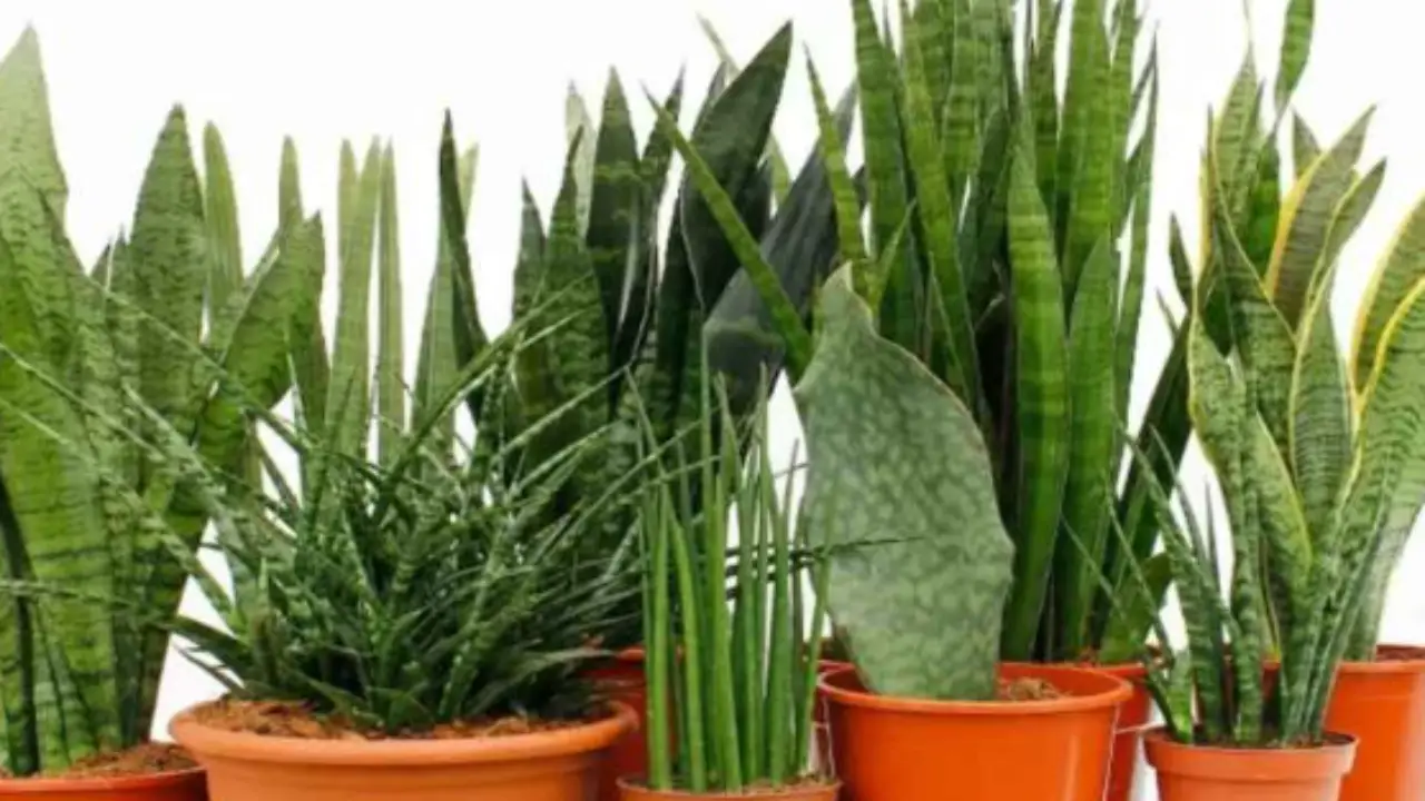 Pianta da interni che tutti vogliono: ecco il tesoro verde a meno di 12 euro