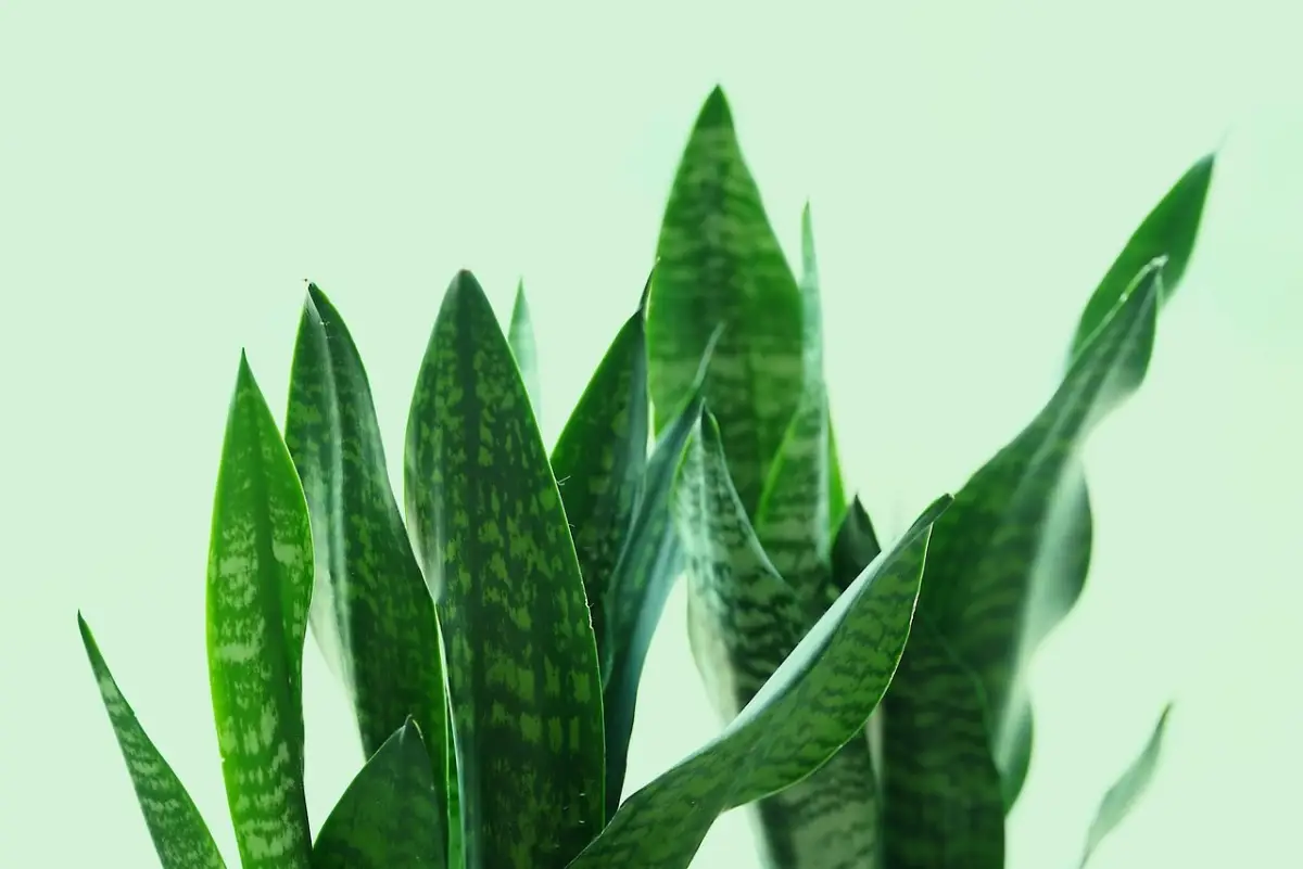 Pianta da interni che tutti vogliono: ecco il tesoro verde a meno di 12 euro Immagine selezionata