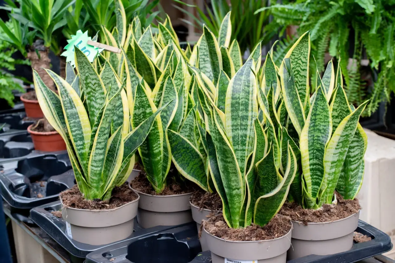 Pianta da interni che tutti vogliono: ecco il tesoro verde a meno di 12 euro Immagine selezionata