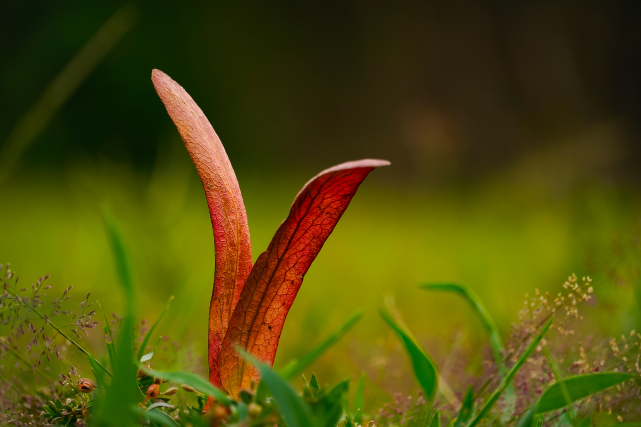 Trasforma il giardino in un paradiso per le farfalle: scopri le piante magiche Immagine selezionata