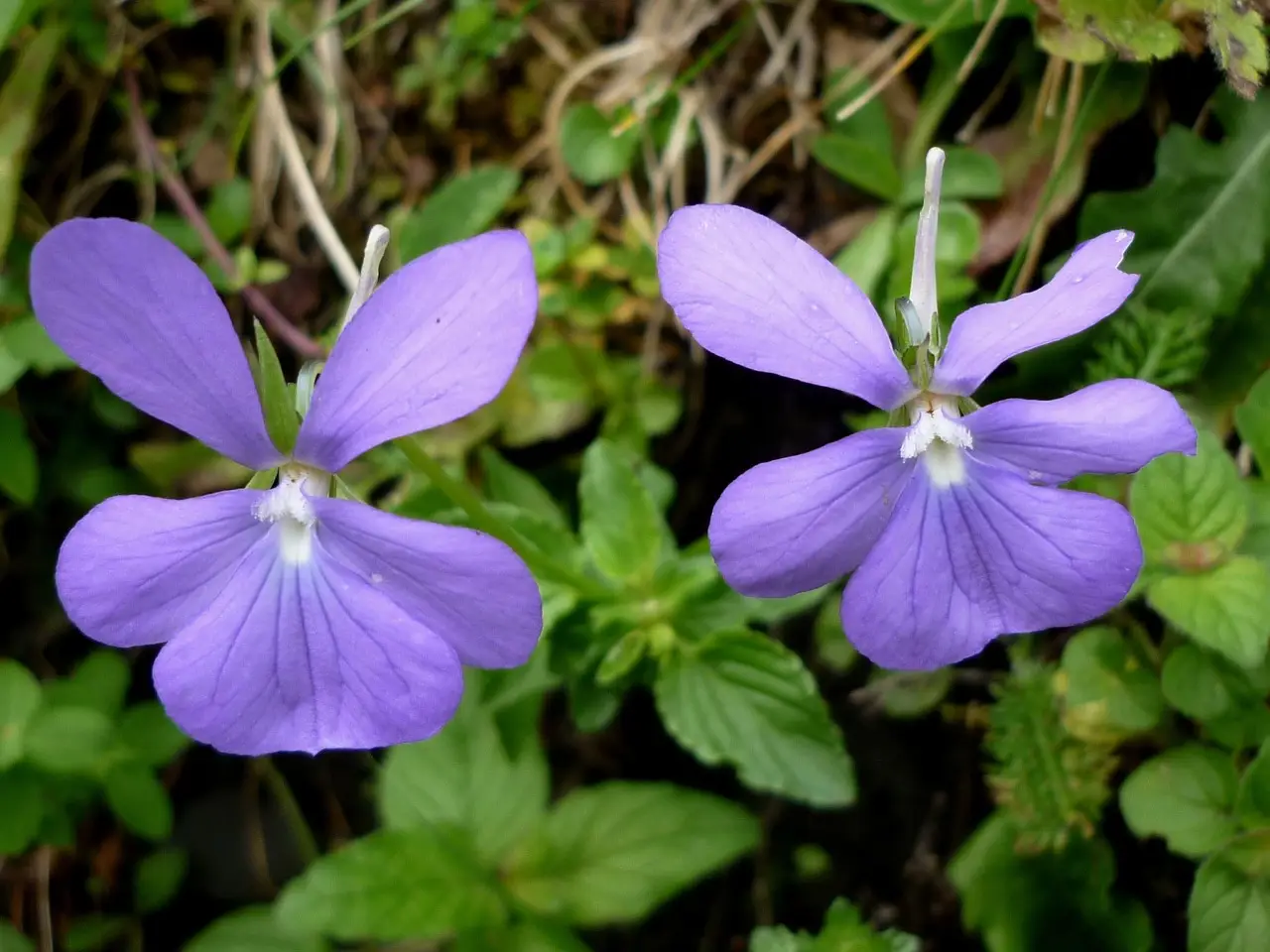 Trasforma il giardino in un paradiso per le farfalle: scopri le piante magiche Immagine selezionata