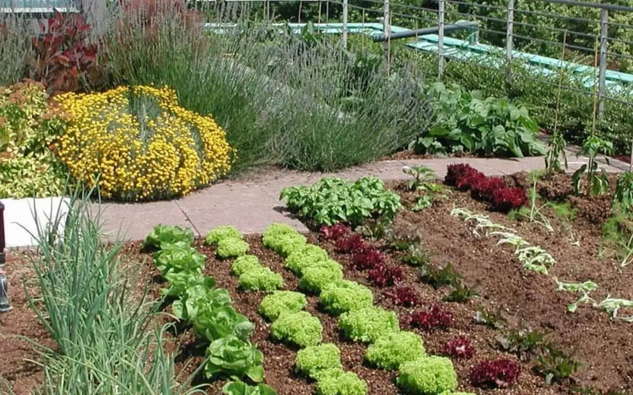 Ecco come riutilizzare gli scarti delle verdure per creare un orto rigoglioso: il metodo che sta conquistando tutti Immagine selezionata