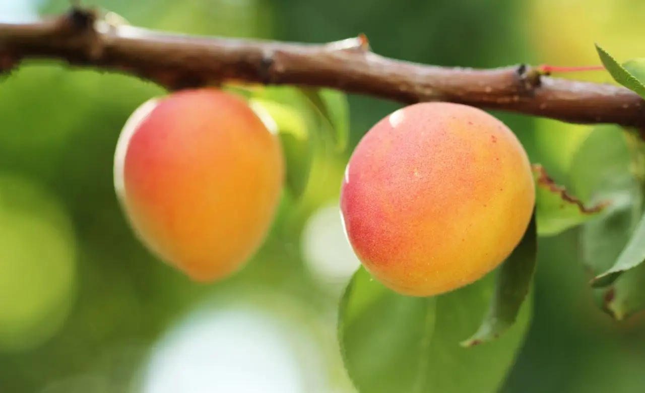 Colazione con albicocche: eccco perché migliora l’energia mattutina Immagine selezionata