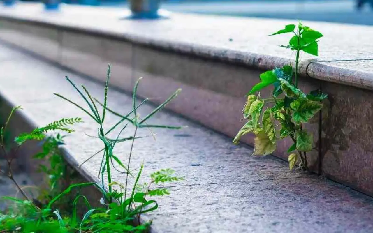 Come eliminare per sempre l’erba infestante dal vialetto senza troppa fatica Come eliminare per sempre l’erba infestante dal vialetto senza troppa fatica