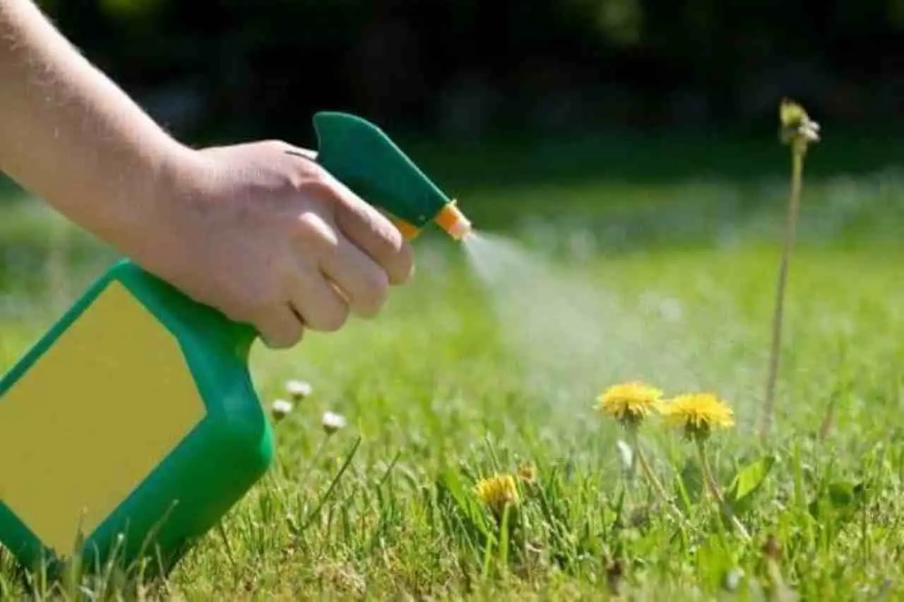 Come eliminare per sempre l’erba infestante dal vialetto senza troppa fatica Immagine selezionata