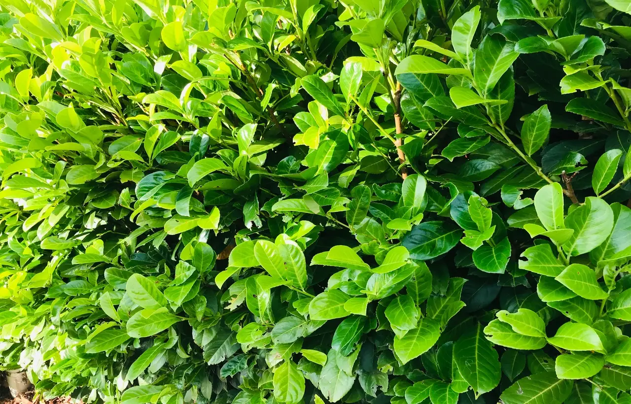 Questo arbusto resiste al gelo e fiorisce tutto l’anno: scopri subito qual è Immagine selezionata