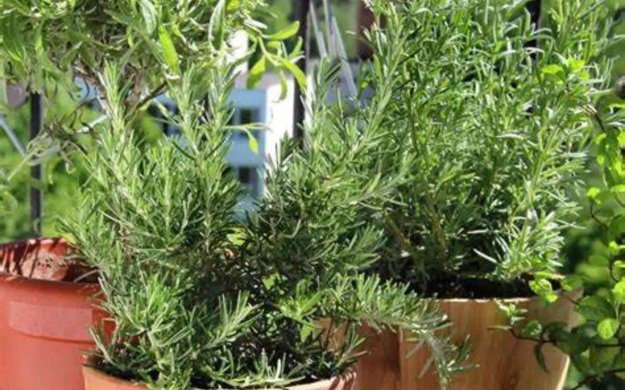 Il metodo facile per moltiplicare le piante aromatiche con le talee Il metodo facile per moltiplicare le piante aromatiche con le talee