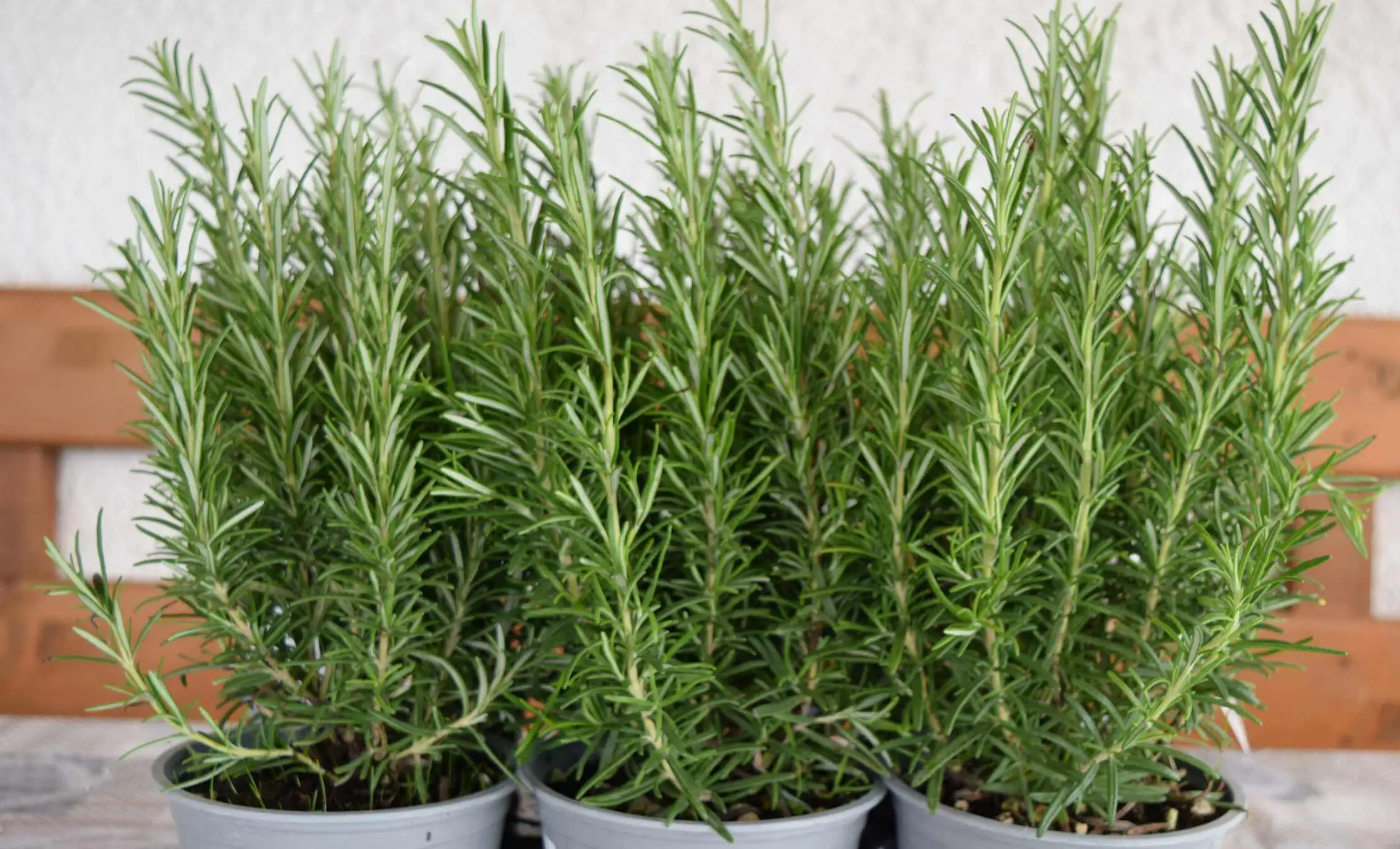 Il metodo facile per moltiplicare le piante aromatiche con le talee Immagine selezionata