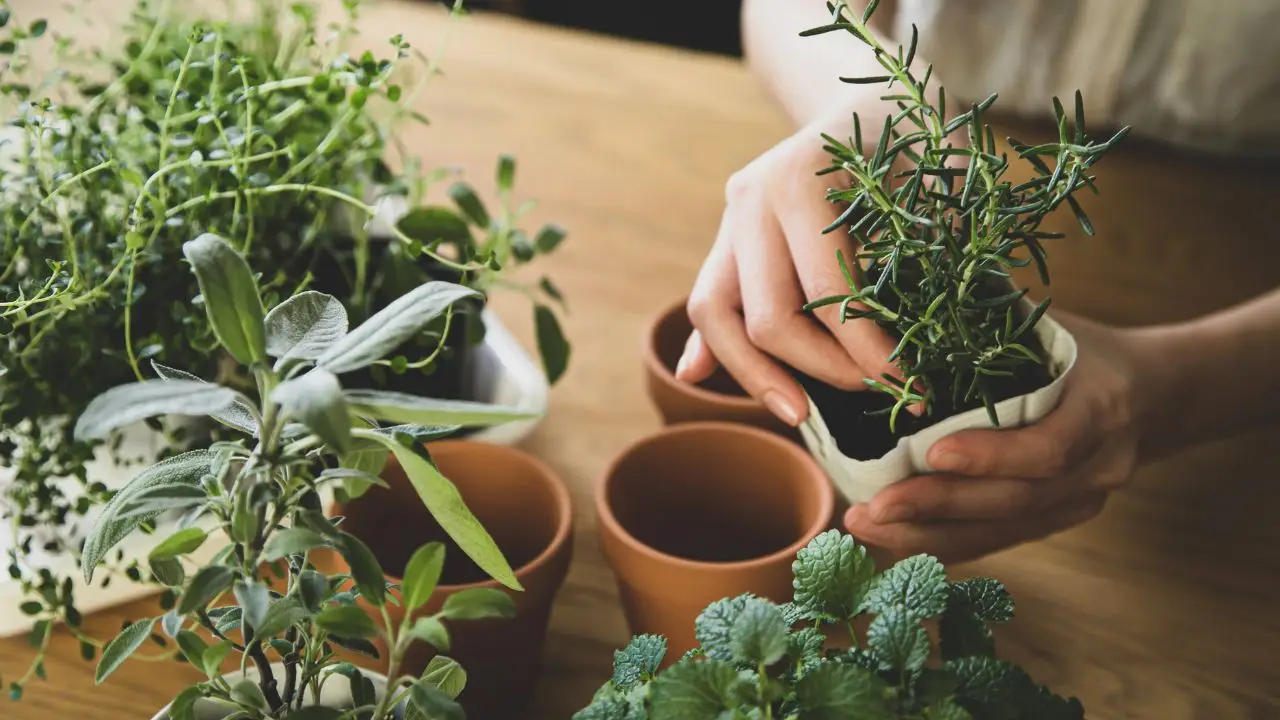 Il metodo facile per moltiplicare le piante aromatiche con le talee Immagine selezionata