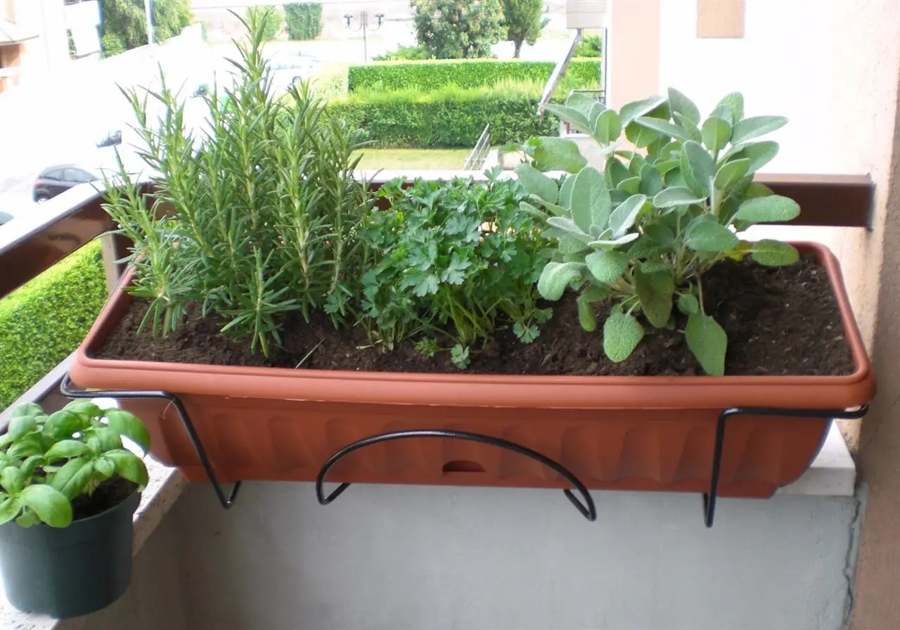 Il metodo facile per moltiplicare le piante aromatiche con le talee Immagine selezionata