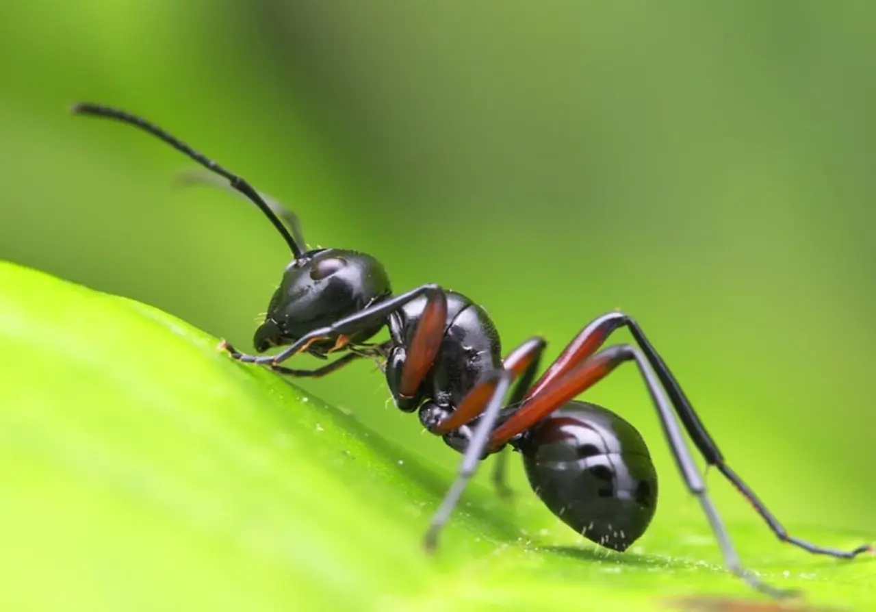 Come usare la farina fossile per combattere gli insetti nocivi