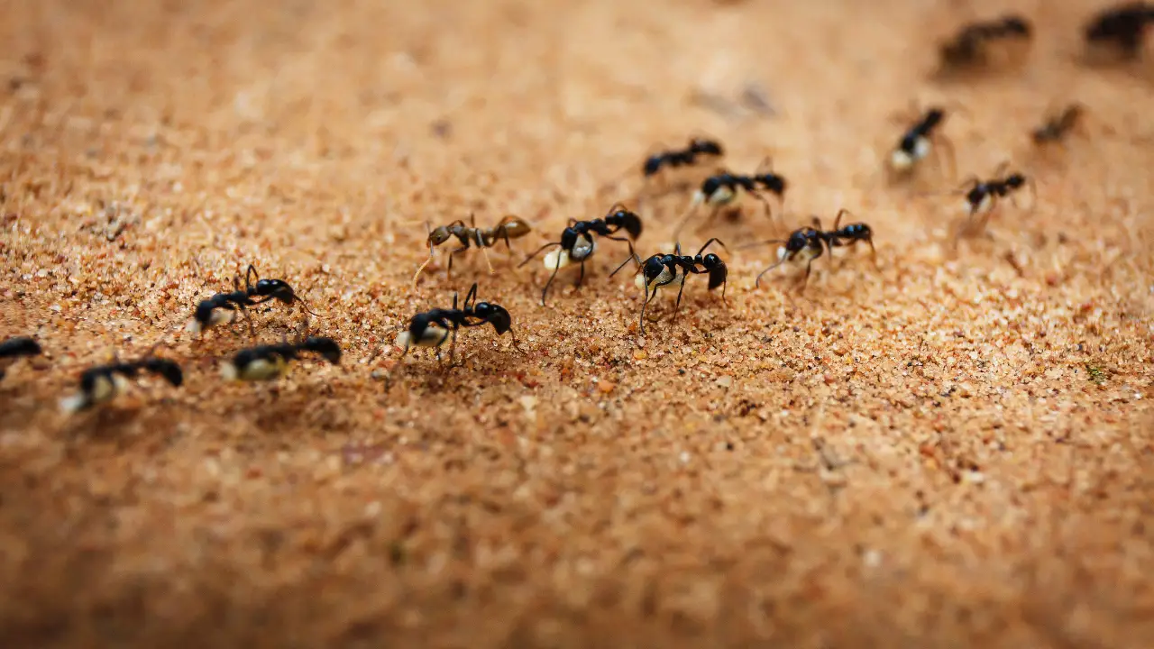 Come usare la farina fossile per combattere gli insetti nocivi Immagine selezionata