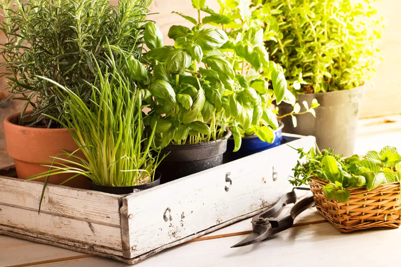 Come piantare le aromatiche in compagnia: ecco le combinazioni vincenti Immagine selezionata