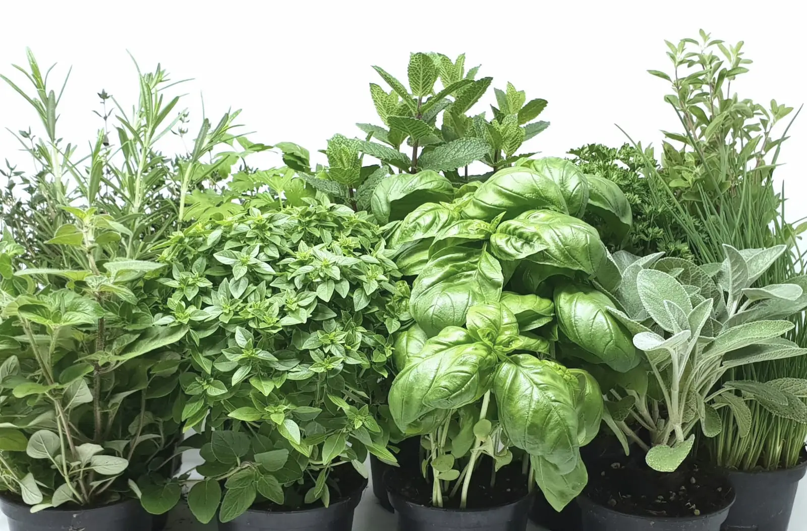 Come piantare le aromatiche in compagnia: ecco le combinazioni vincenti Immagine selezionata