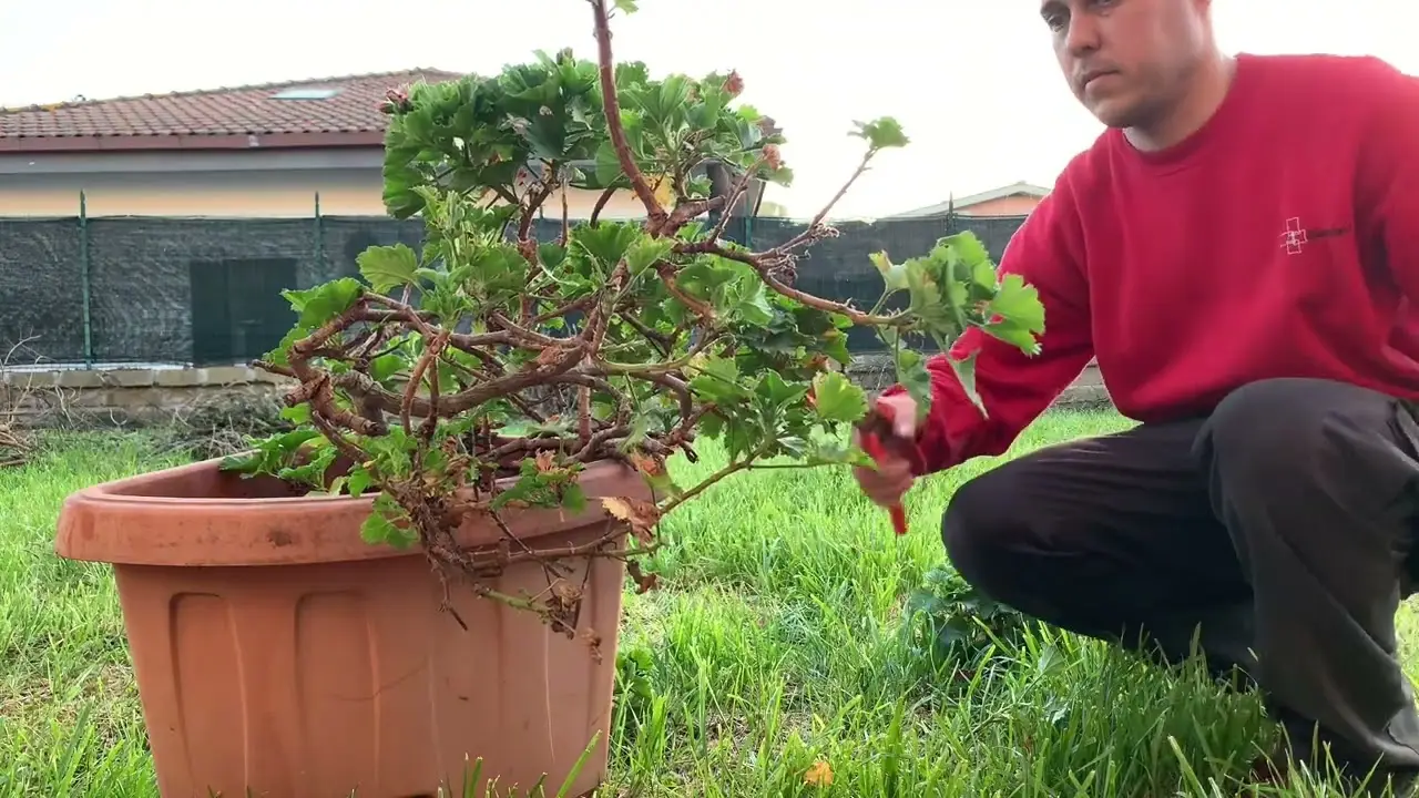 Non lasciare i vasi sotto la pioggia: ecco cosa può succede Non lasciare i vasi sotto la pioggia: ecco cosa può succede