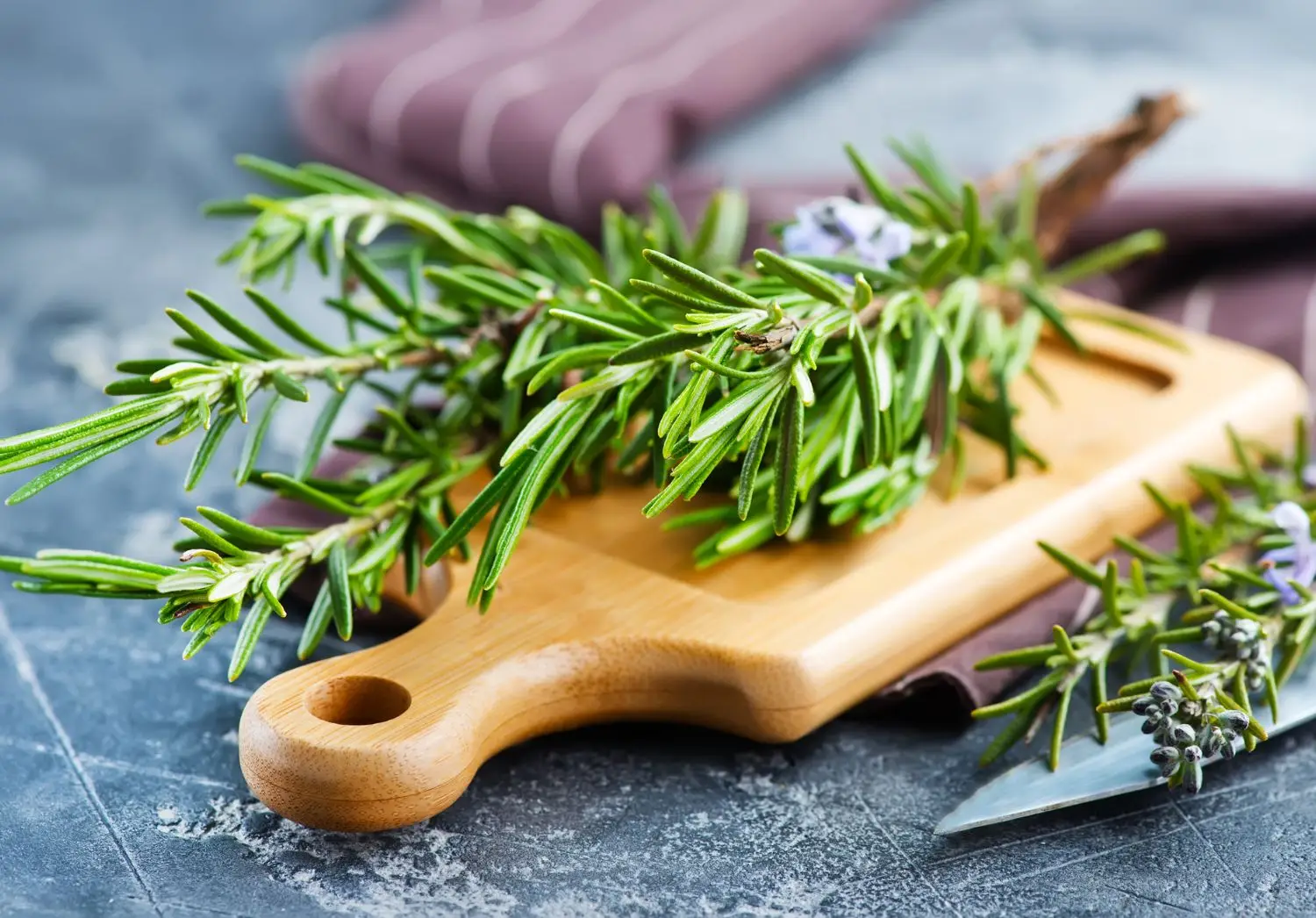 Consigli pratici per coltivare il rosmarino in vaso evitando che si secchi Consigli pratici per coltivare il rosmarino in vaso evitando che si secchi