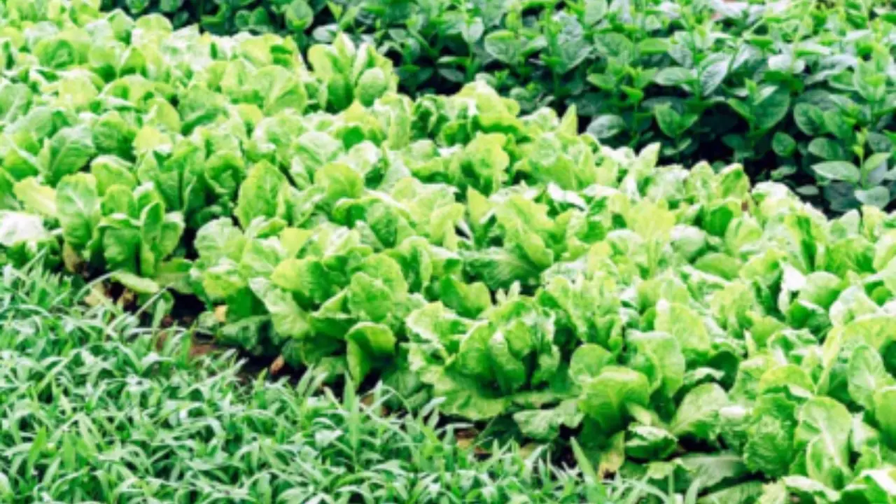 Guida pratica per realizzare un orto a spirale con piante aromatiche Guida pratica per realizzare un orto a spirale con piante aromatiche