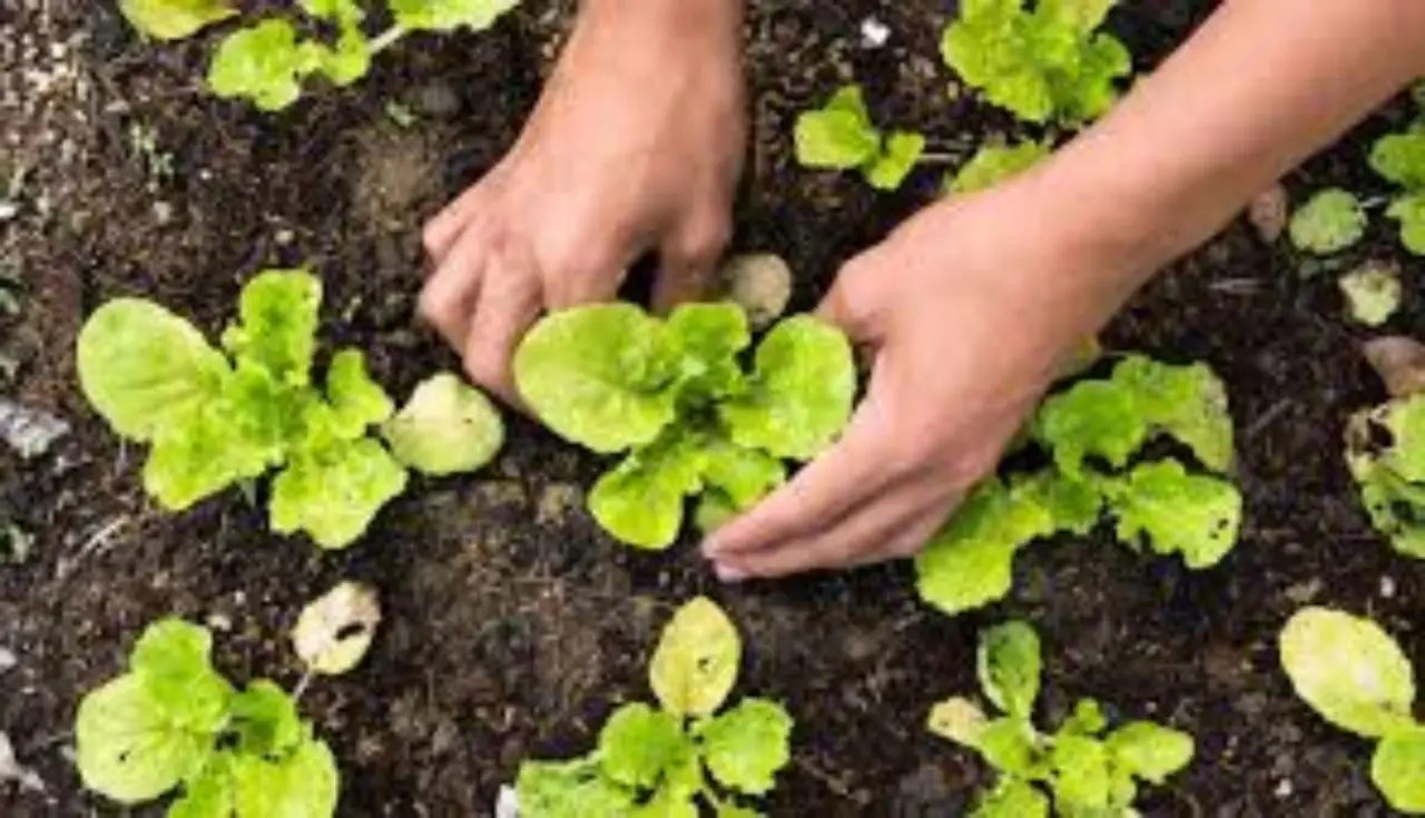 Guida pratica per realizzare un orto a spirale con piante aromatiche Guida pratica per realizzare un orto a spirale con piante aromatiche