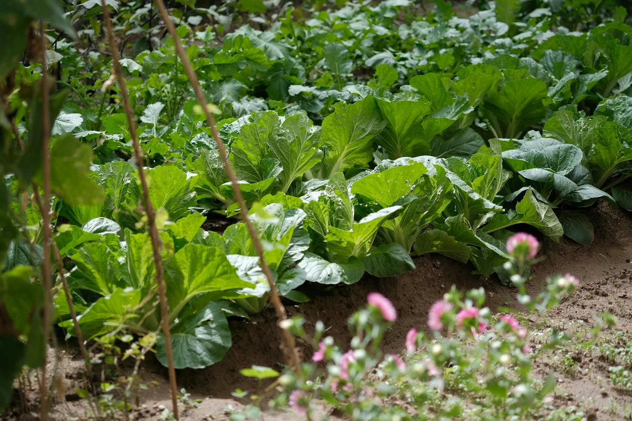 Guida pratica per realizzare un orto a spirale con piante aromatiche Guida pratica per realizzare un orto a spirale con piante aromatiche